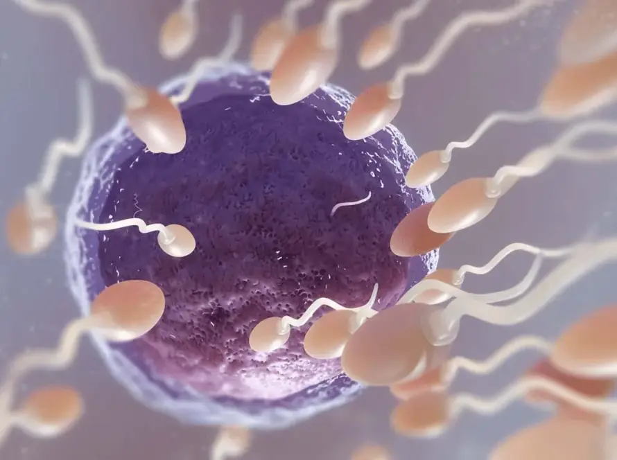 Ενδομήτρια Σπερματέγχυση (IUI) στην Ovagenesis