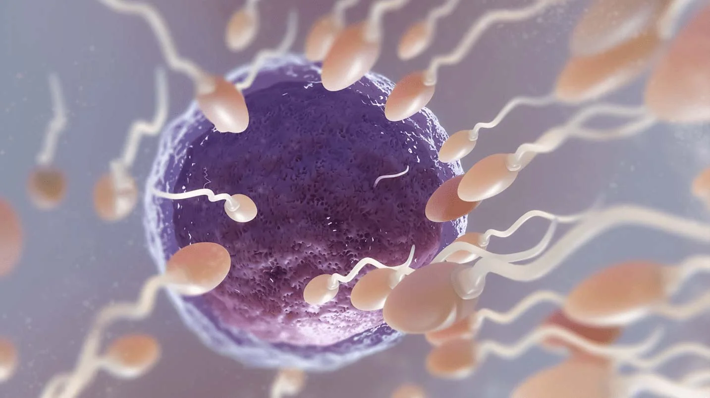 Ενδομήτρια Σπερματέγχυση (IUI) στην Ovagenesis